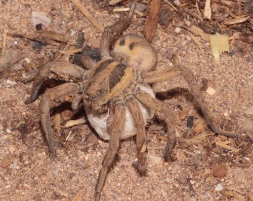 Réf. 277 445 : Hogna sp.
